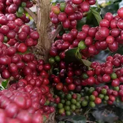 Ripe red coffee cherries growing on a bush, ready for harvesting, Guatemala, Olam. 